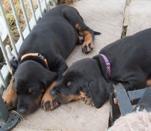 High angle view of puppy sleeping outdoors