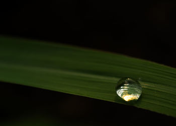 Close-up of water drops on leaves against black background