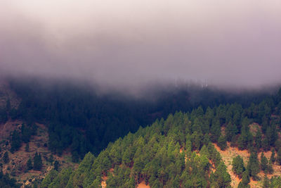 Scenic view of forest against sky during foggy weather