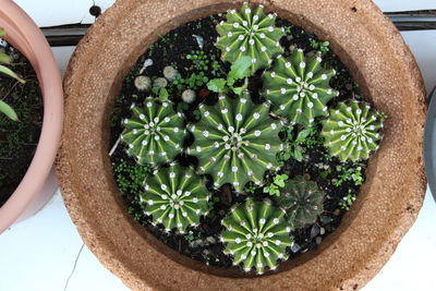 High angle view of potted plant