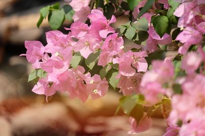 Close-up of pink flowering plant