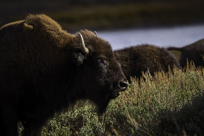 View of an animal on field