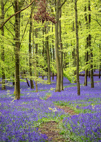 View of purple flowering plants in forest