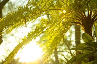 Palm tree in park during sunny day