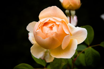 Close-up of rose flower