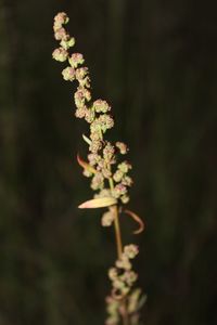 Close-up of flower buds