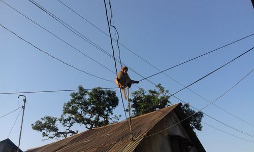 Low angle view of monkey sitting on power line by house against clear sky