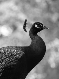 Close-up of a bird