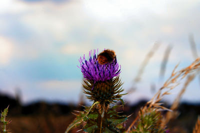 Close-up of purple thistle flowers against sky