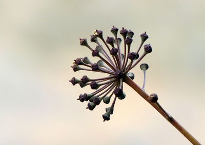 Low angle view of flowering plant against sky