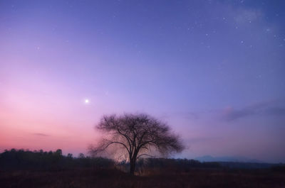 Silhouette tree against sky at night