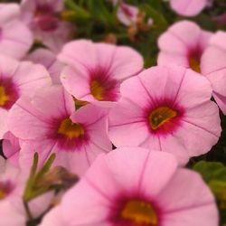 Close-up of pink flower