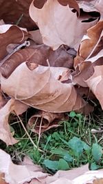 High angle view of dry leaves on field