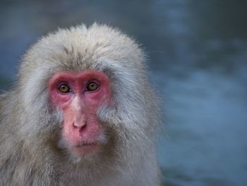 Close-up of monkey