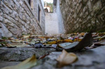 Surface level of leaves fallen on footpath in park