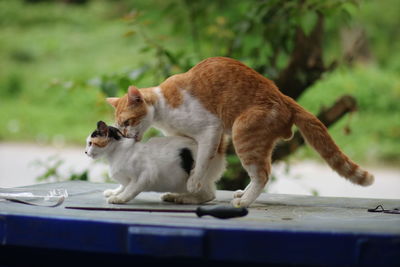 Side view of a cat