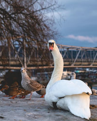 Swan perching on a bird