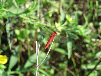 Close-up of insect on plant