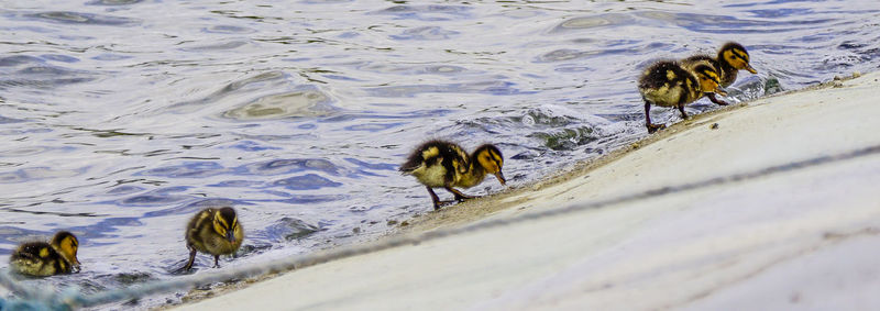 Close-up of ducklings at lakeshore