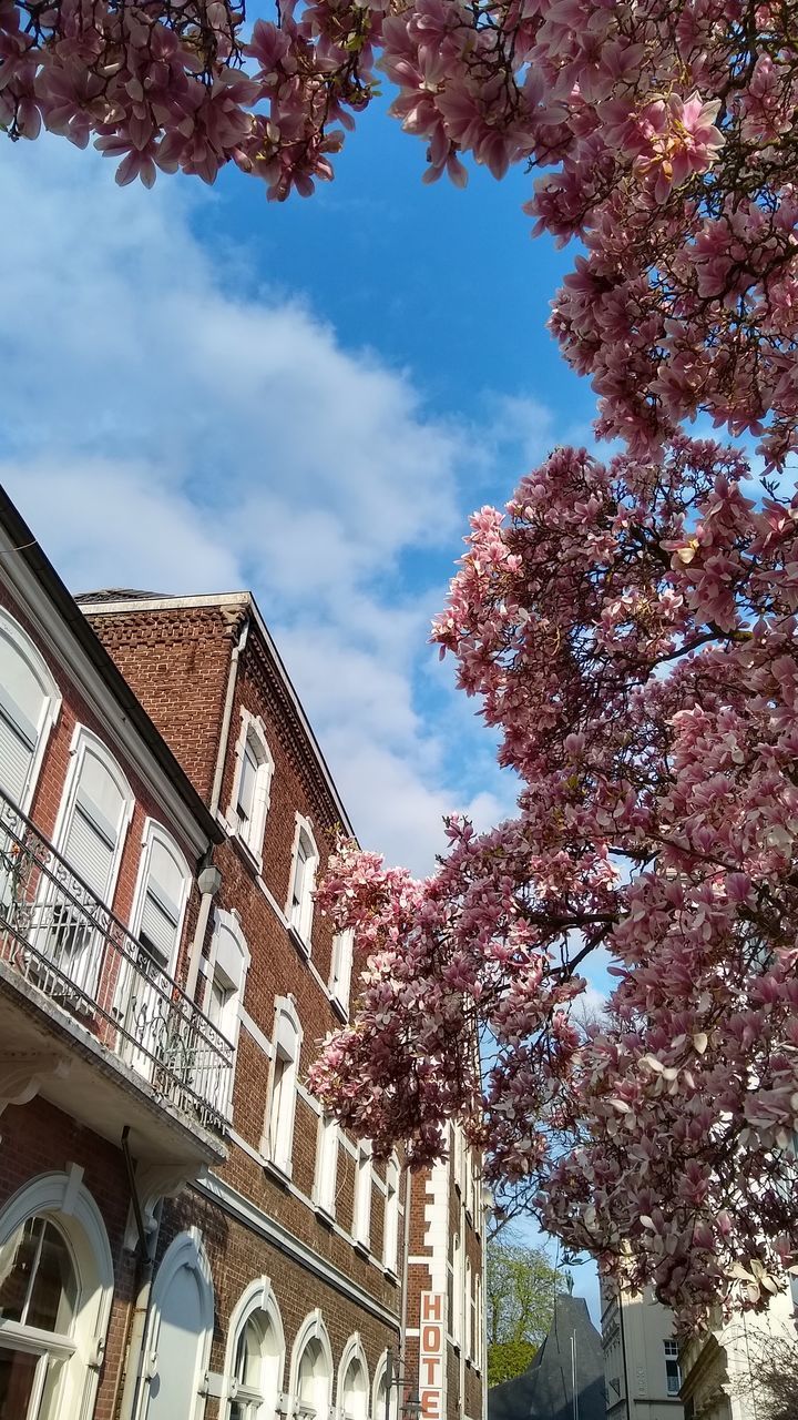 LOW ANGLE VIEW OF PINK FLOWERING TREE AND BUILDING AGAINST SKY