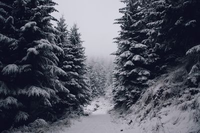 Trees on snow covered landscape