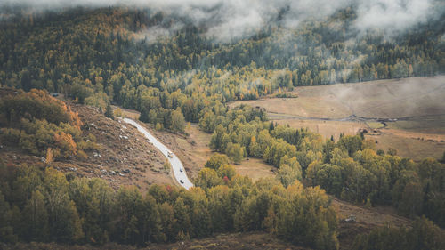 High angle view of trees in forest