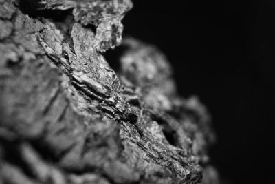 Close-up of tree trunk against black background