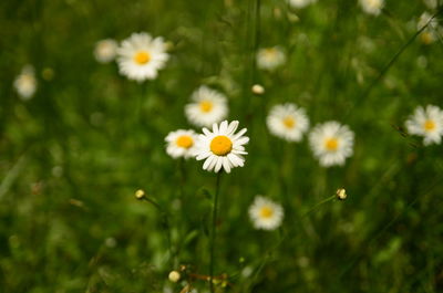 Close-up of flowers blooming outdoors