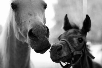 Close-up of horse and foal