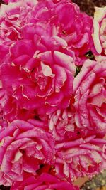 Full frame shot of pink flower