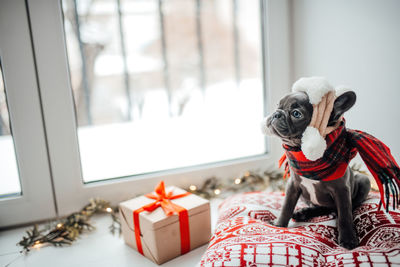 Close-up of dog sitting on bed at home
