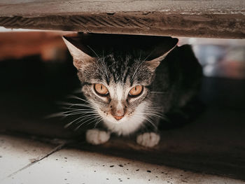Close-up portrait of a cat