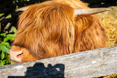 Close-up of a horse