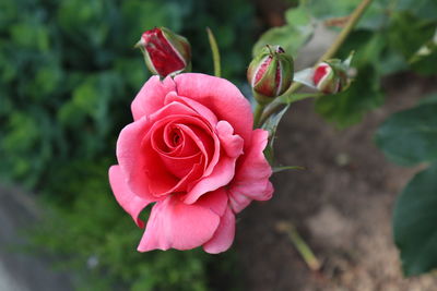 Close-up of pink rose