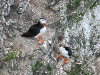 High angle view of bird perching on rock