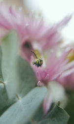 Close-up of insect on flower