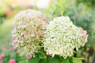 plant