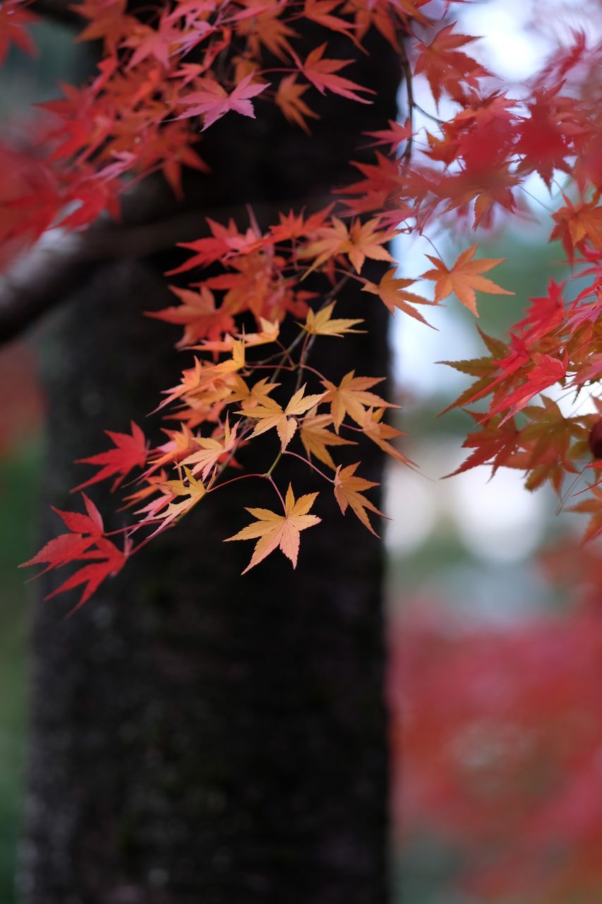 もみじ Autumn Leaf