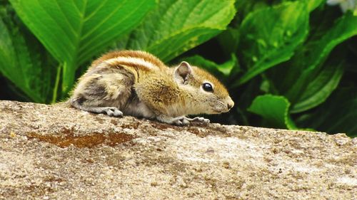 Close-up of squirrel on tree trunk against plants