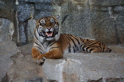 Irritated tiger looking at camera