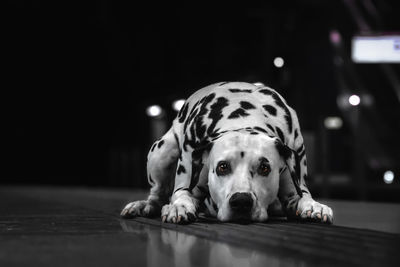 Close-up of dog lying on floor