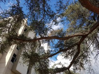 Low angle view of tree against sky