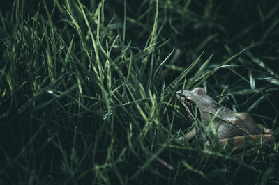 Close-up of frog on grass in field