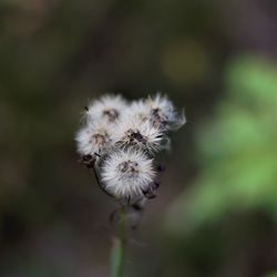 Close-up of white dandelion flower