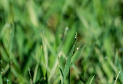 Close-up of wet grass