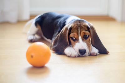 Dog relaxing on floor looking at orange