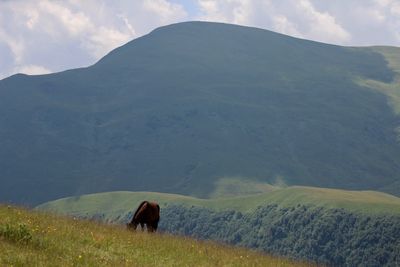 Rear view of horse on landscape