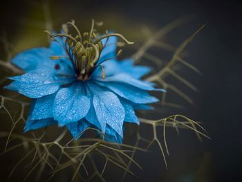 Close-up of blue flower blooming at night