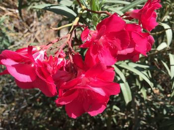 Close-up of red bougainvillea plant