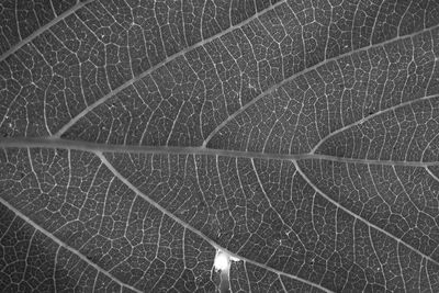 Full frame shot of leaf